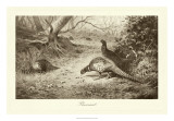 Pheasant