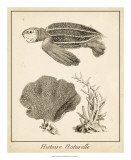 Sea Turtle Study II