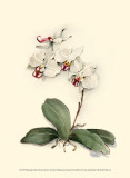 Phalaenopsis Red Throat Orchid