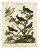 Buy Ornithology II at AllPosters.com