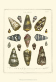Buy Conchology Collection IV at AllPosters.com