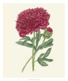 Buy Summer Blush II at AllPosters.com