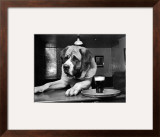 Bryan the St. Bernard Dog Enjoys a Pint, February 1956