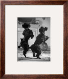 French Poodles Standing on Hind Legs
