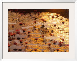 Lotus Pond