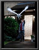 Buy Harry Potter and The Deathly Hallows Part 1 - Harry and Hedwig Photo at AllPosters.com