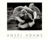 Buy Rose and Driftwood, San Francisco, California at AllPosters.com