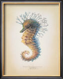 Shorthead Seahorse