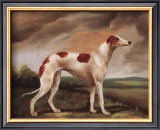 Brown and White Whippit