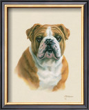 Buy English Bulldog at AllPosters.com