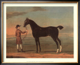 Racehorse Victorius
