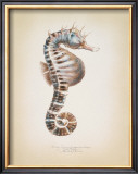 Potbelly Seahorse