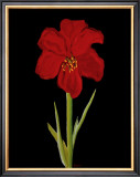 Buy Amaryllis at AllPosters.com
