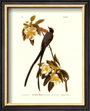 Fork-Tailed Flycatcher