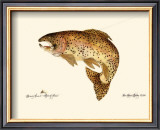 Buy Brown Trout at AllPosters.com