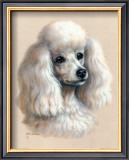 Buy White Poodle at AllPosters.com