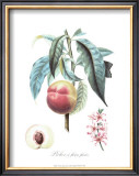 Buy Peach at AllPosters.com