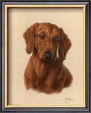 Buy Miniature Dachshund at AllPosters.com