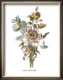 Buy Anemones Sunples Volubulis at AllPosters.com