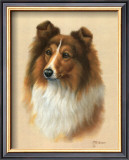 Buy Sheltie at AllPosters.com