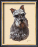 Schnauzer