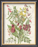 Buy April Sweet Pea at AllPosters.com