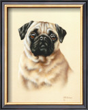 Buy Pug at AllPosters.com