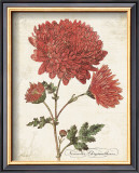 Buy November Chysanthemum at AllPosters.com