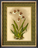 Buy Classic Orchids III at AllPosters.com