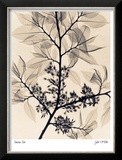 American Elm