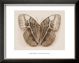 Buy Stichopthalma Louisa at AllPosters.com