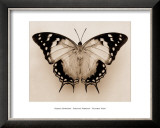 Buy Polyura Pyrrhus, Ventral View at AllPosters.com