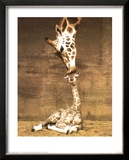Giraffe, First Kiss