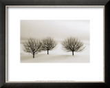 Buy Snow Trees, New York at AllPosters.com