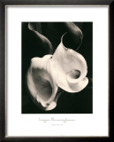 Buy Two Callas at AllPosters.com