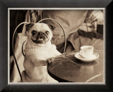 Cafe Pug