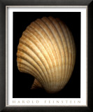 Buy African Fan Scallop at AllPosters.com