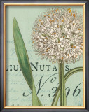 Botanique Bleu II