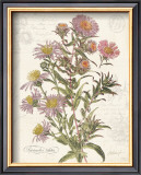 Buy September Aster at AllPosters.com