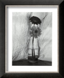 Buy Gerbera Daisies at AllPosters.com