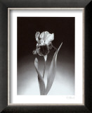 Buy Iris at AllPosters.com
