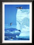 Penguins Diving Off an Iceberg