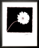 Buy Zinnia at AllPosters.com