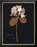 Buy Hydrangea at AllPosters.com