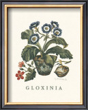 Buy Gloxinia at AllPosters.com