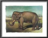 Buy Elephant at AllPosters.com