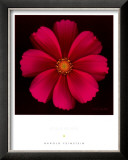 Buy Cosmos at AllPosters.com