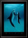 Buy Danse Des Dauphins at AllPosters.com
