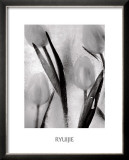 Buy Tulips on Ice at AllPosters.com