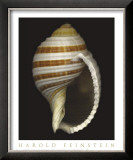 Buy Banded Tun at AllPosters.com